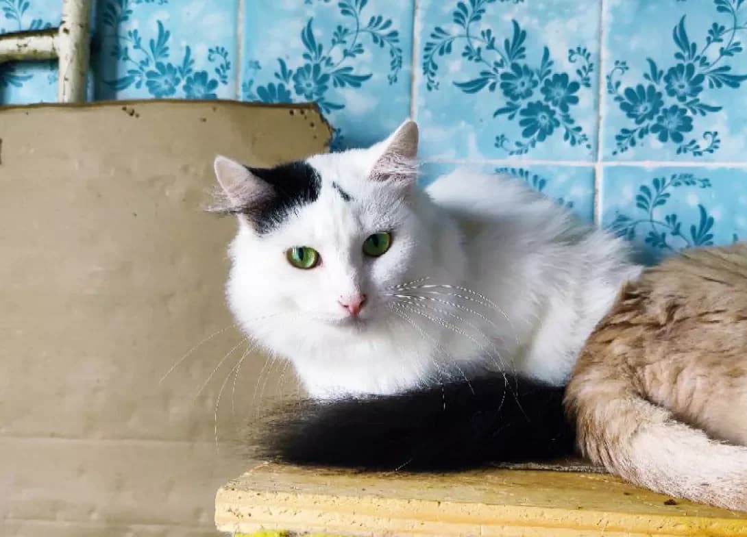 Bucha (Буча), female 3yo Mixed Breed for adoption at Happy Paw Kyiv