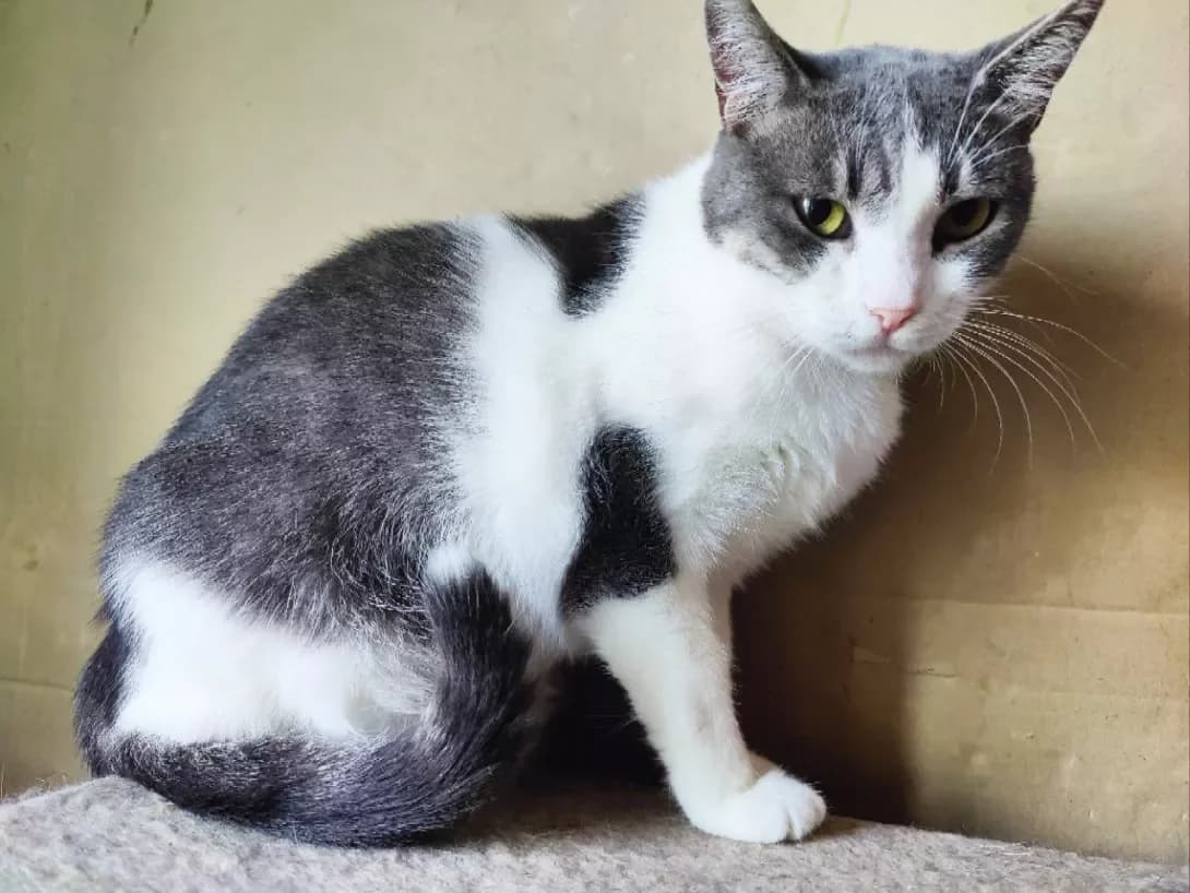Zayka (Зайка), female 3yo Mixed Breed for adoption at Happy Paw Kyiv