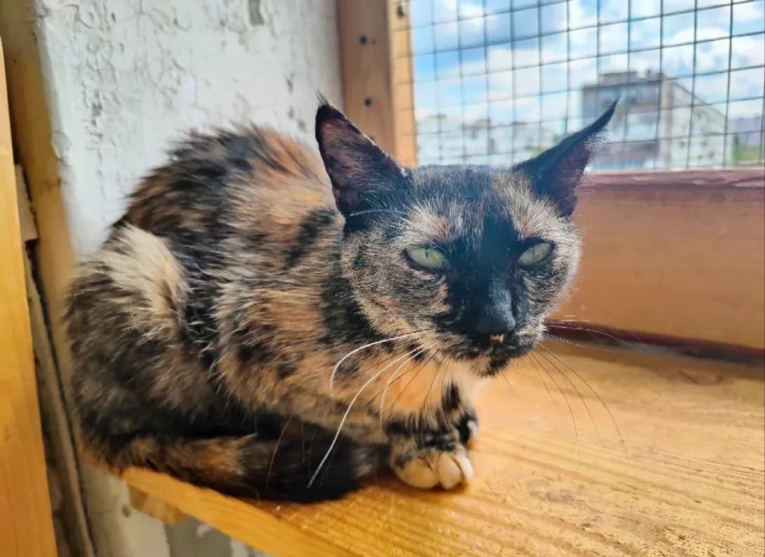 Kedra (Кедра), female 3yo Mixed Breed for adoption at Happy Paw Kyiv