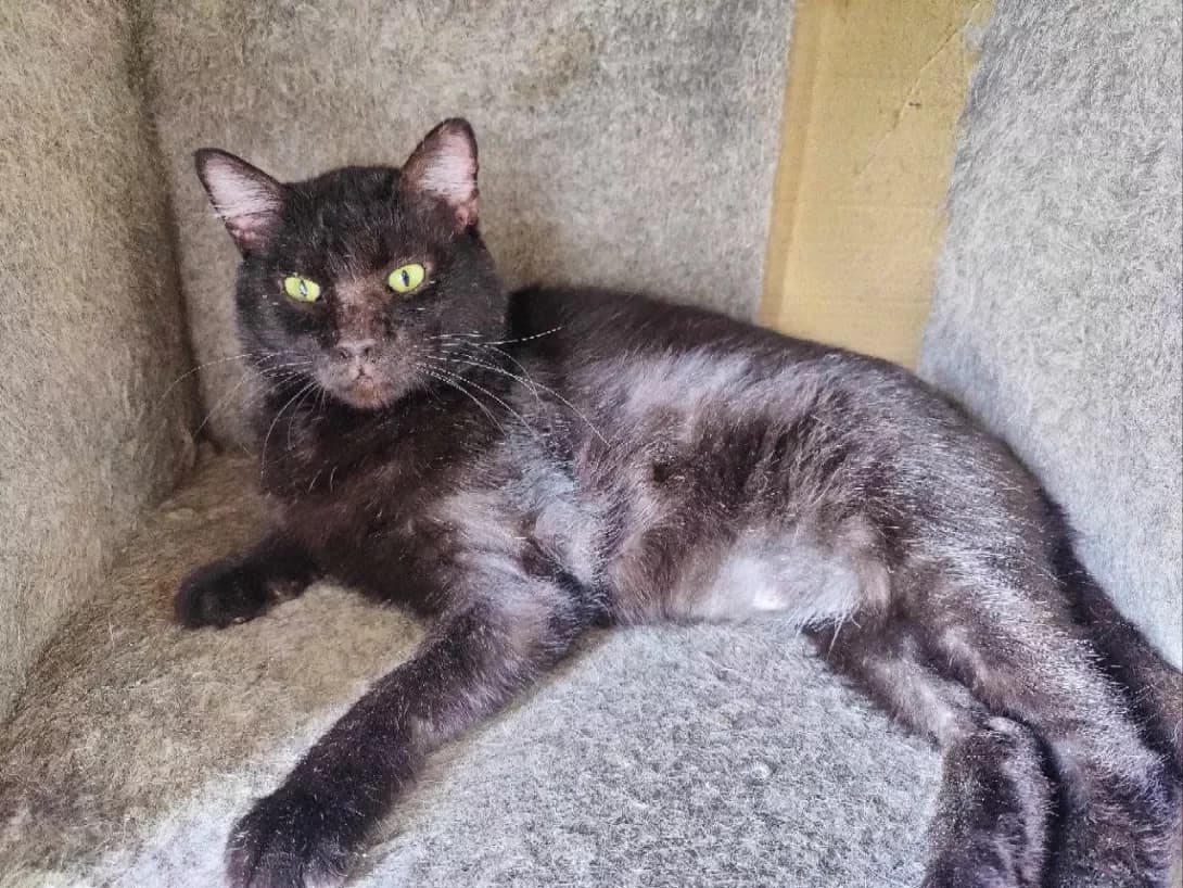 Marik (Марік), male 4yo Mixed Breed for adoption at Happy Paw Kyiv