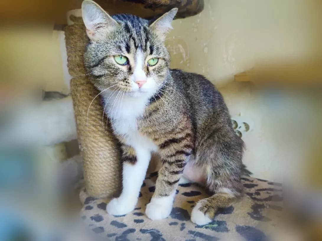 Yasik (Ясік), male 3yo Mixed Breed for adoption at Happy Paw Kyiv