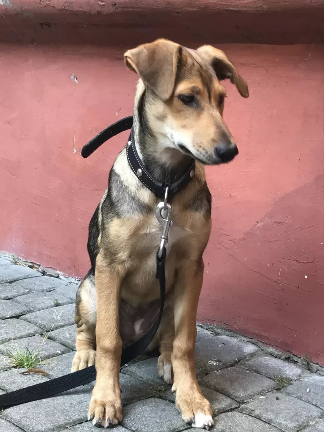 Dzhina (Джина), female young Mixed Breed for adoption at Happy Paw Lviv