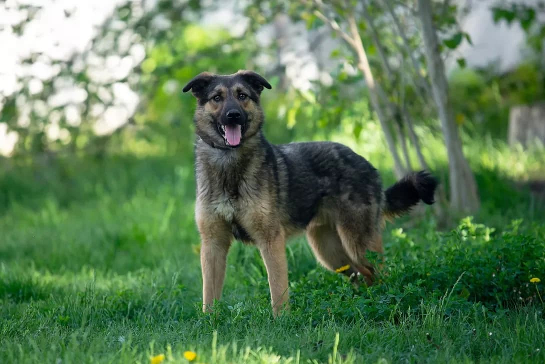 Sem (Сем), Mixed Breed (Happy Paw Kyiv Oblast)