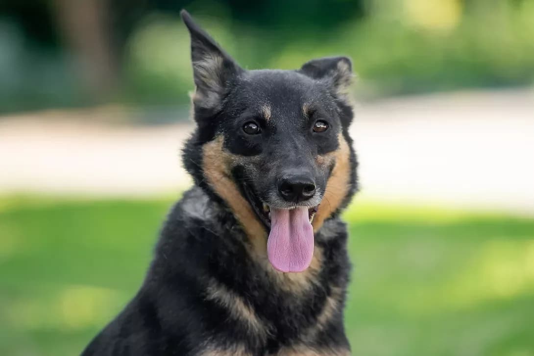 Pakston (Пакстон), Mixed Breed (Happy Paw Kyiv Oblast)