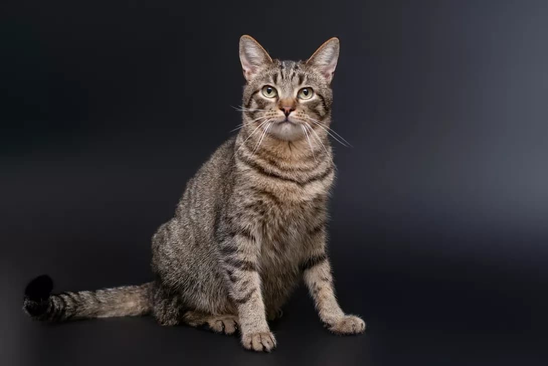 Zhyust (Жюст), Mixed Breed (Happy Paw Kyiv Oblast)