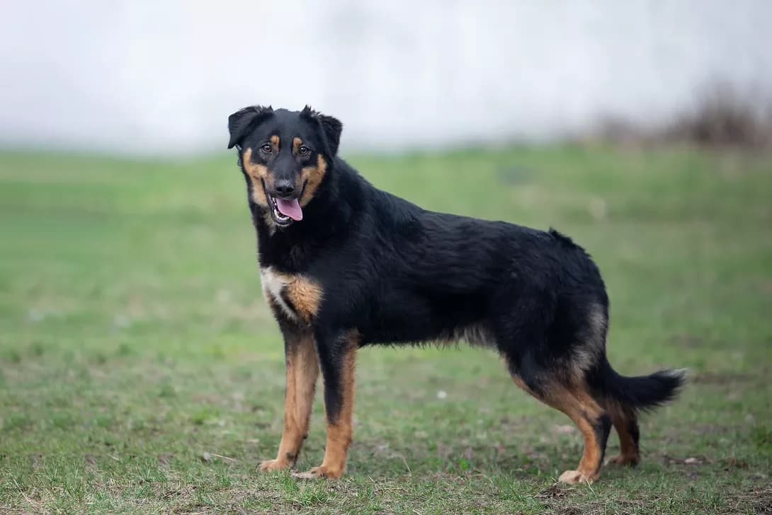 Salli (Саллі), Mixed Breed (Happy Paw Kyiv Oblast)