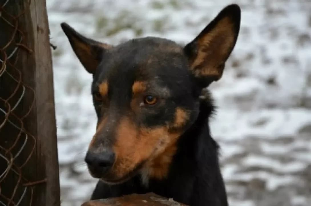 Mandy, black and tan  Mixed Breed for adoption at Arme Hunde – Gran Canaria, München