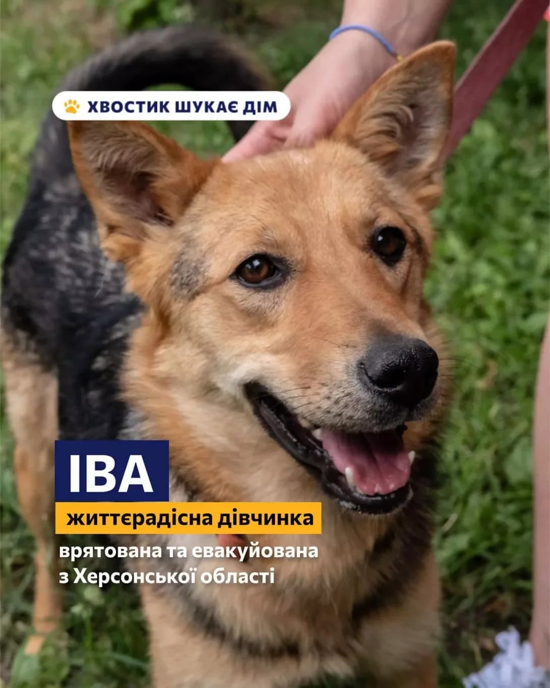 Iva (Іва), Mixed Breed (Happy Paw Kyiv Oblast)