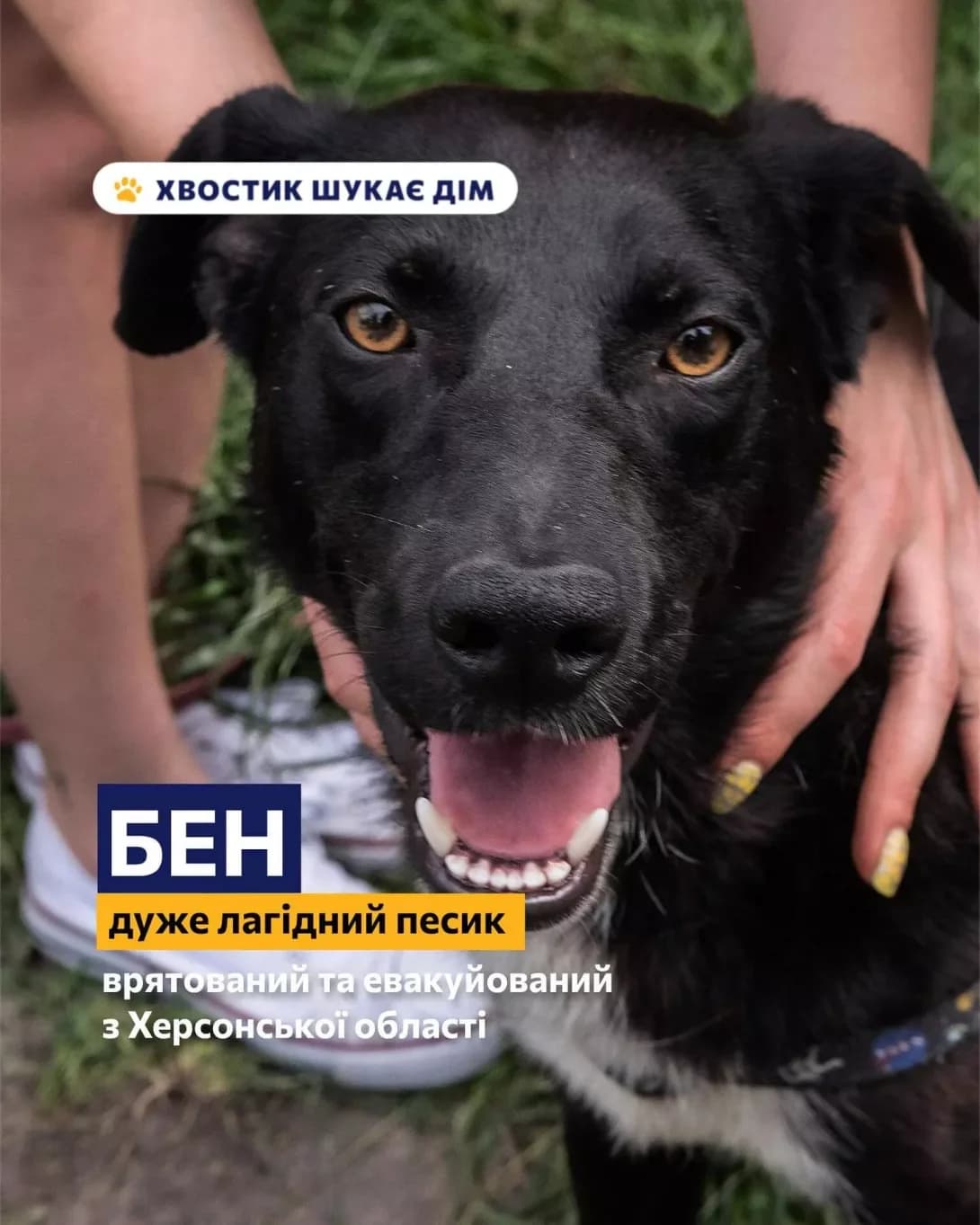 Ben (Бен), male 4yo Mixed Breed for adoption at Happy Paw Kyiv