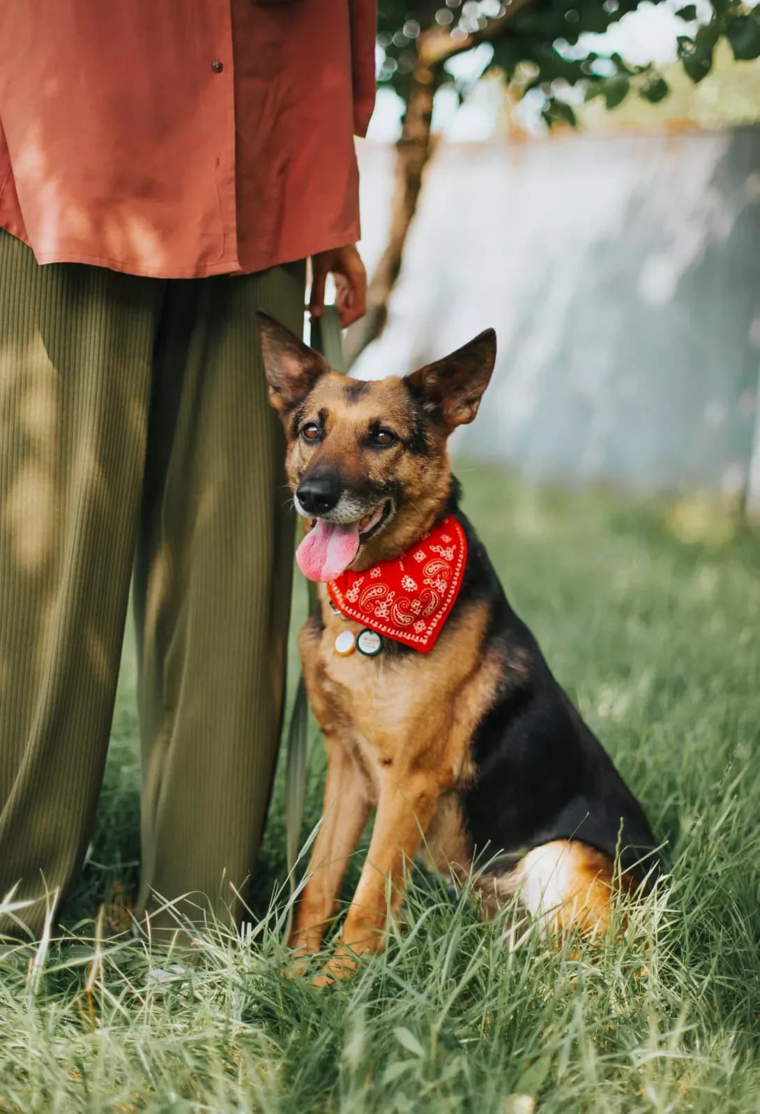 Gloriya (Глорія), female senior Mixed Breed for adoption at Happy Paw Kyiv