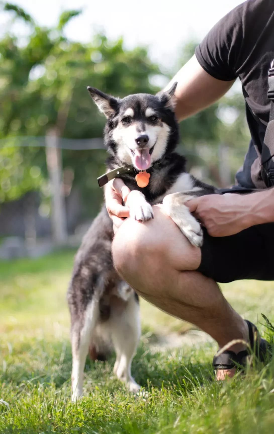 Malish (Малиш), male senior Mixed Breed for adoption at Happy Paw Kyiv
