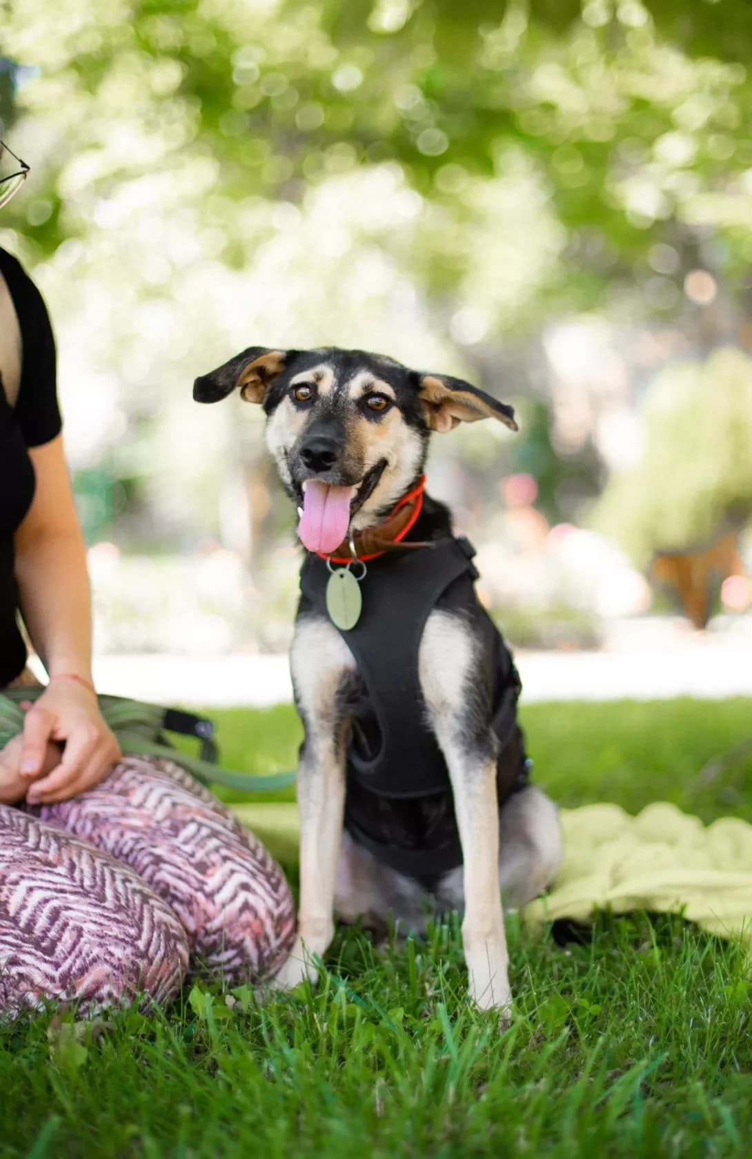 Molli (Моллі), female 3yo Mixed Breed for adoption at Happy Paw Kyiv