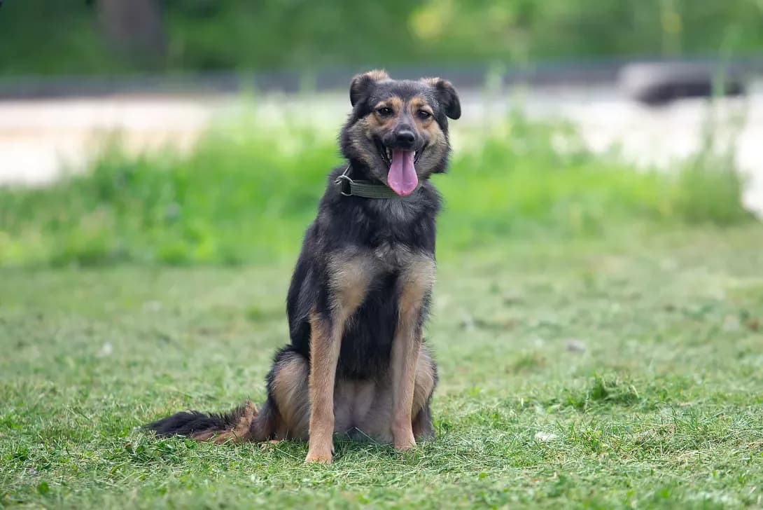 Sonya (Соня), Mixed Breed (Happy Paw Kyiv Oblast)