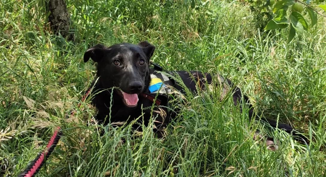 Lolya ta Buldozhka (Льоля та Бульдожка), Mixed Breed (Happy Paw Kyiv Oblast)