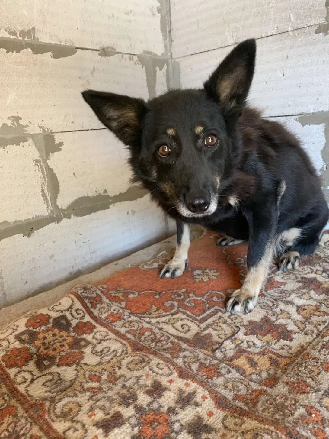 Dzhesi (Джесі), female senior Mixed Breed for adoption at Happy Paw Mykolaiv Oblast