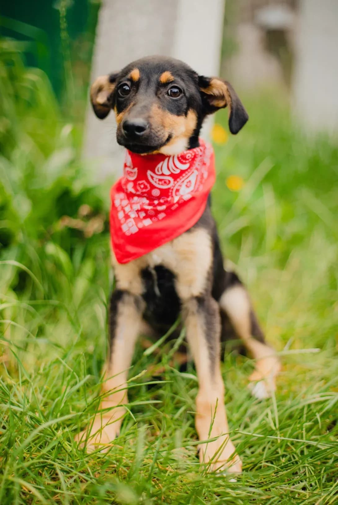 Miya (Мія), female 3yo Mixed Breed for adoption at Happy Paw Kyiv