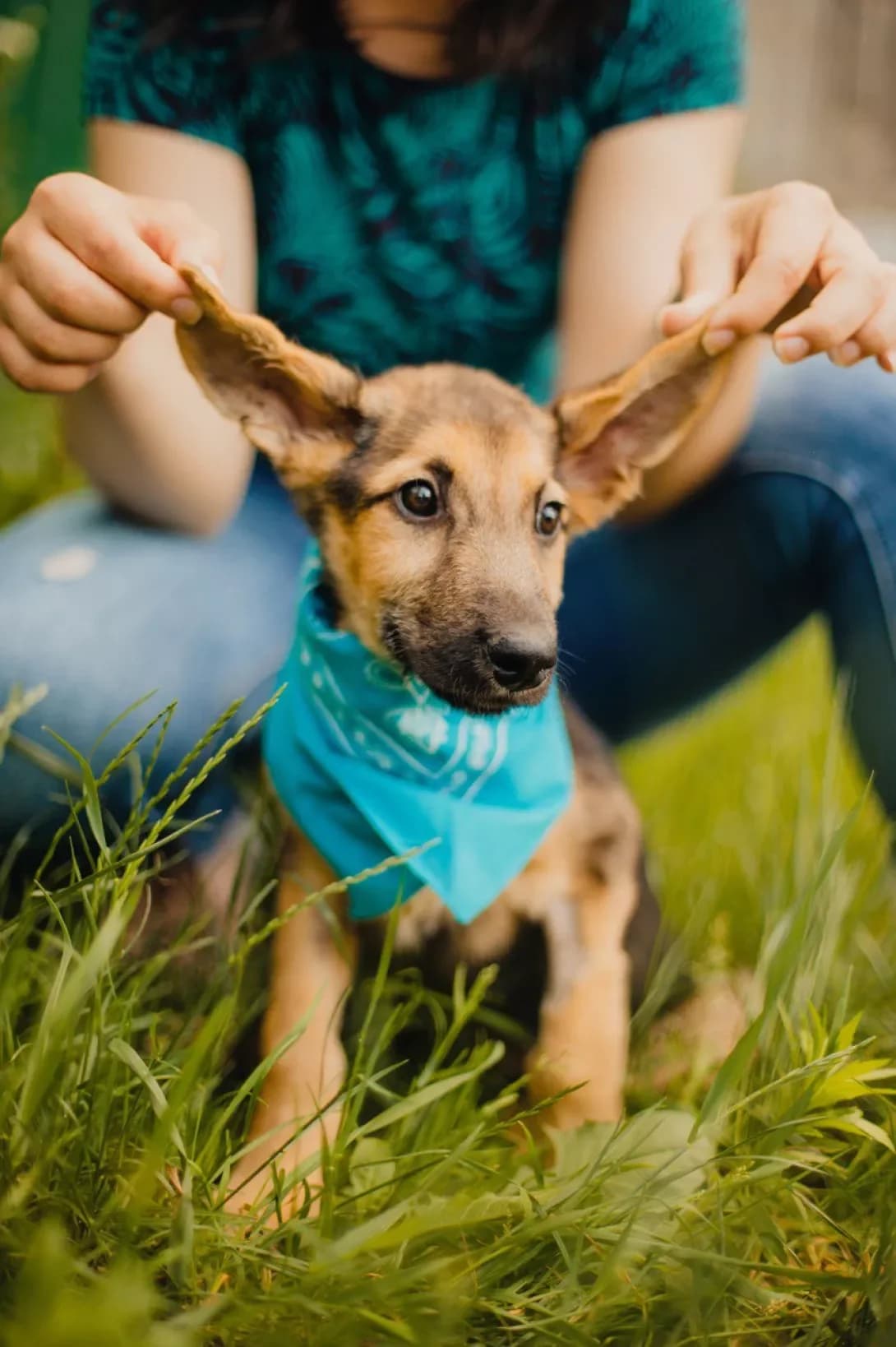 Tim (Тім), male 3yo Mixed Breed for adoption at Happy Paw Kyiv