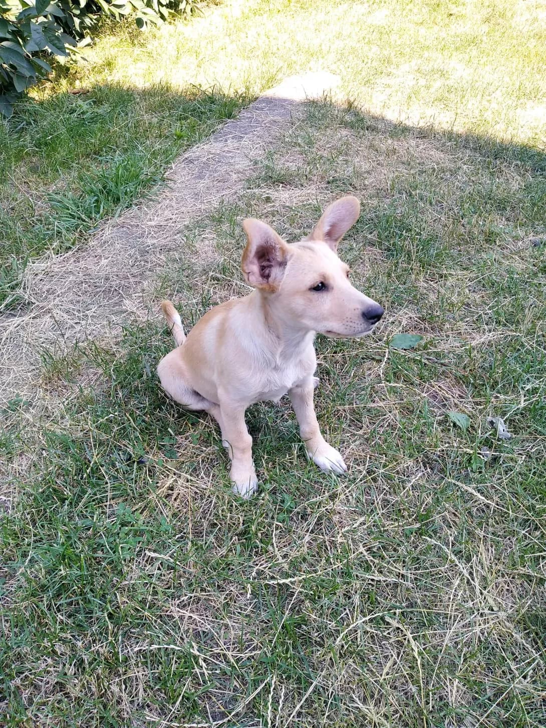 Blyu (Блю), Mixed Breed (Happy Paw Kyiv Oblast)