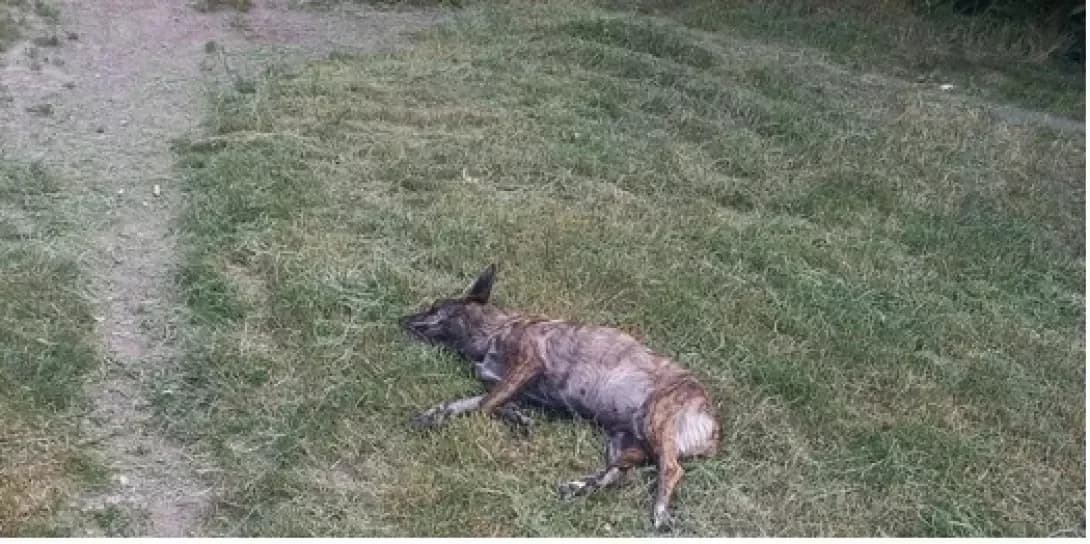Dingo (Дінго), Mixed Breed (Happy Paw Kyiv Oblast)
