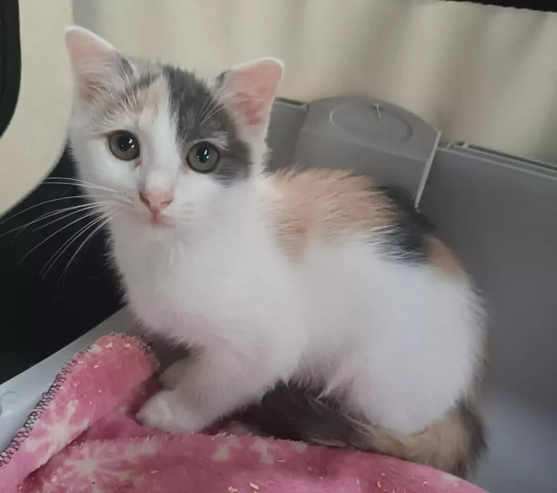 miya (мія), female young Mixed Breed for adoption at Happy Paw Kharkiv