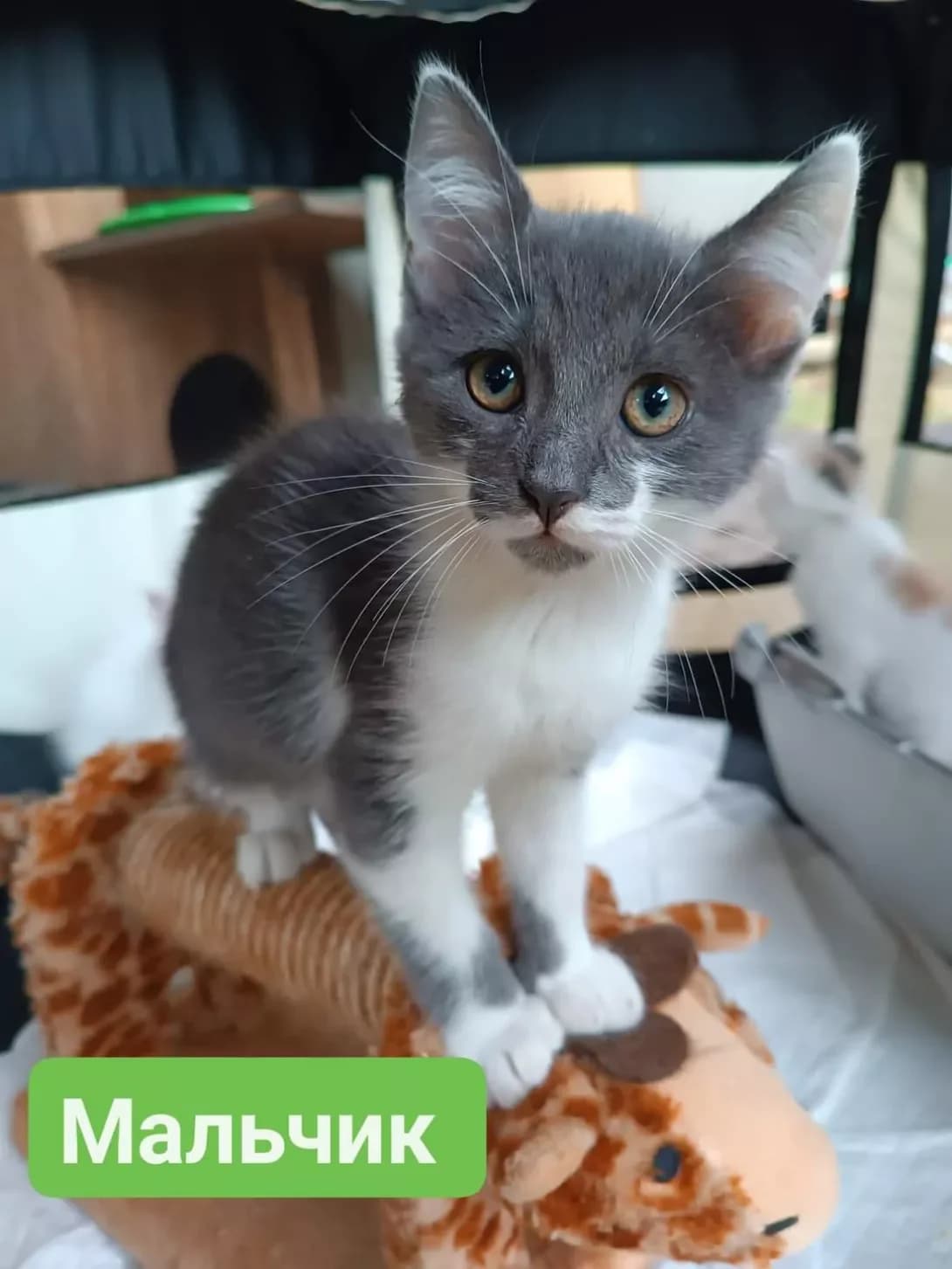 Malchik-Marik (Мальчик-Марик), male young Mixed Breed for adoption at Happy Paw Kharkiv