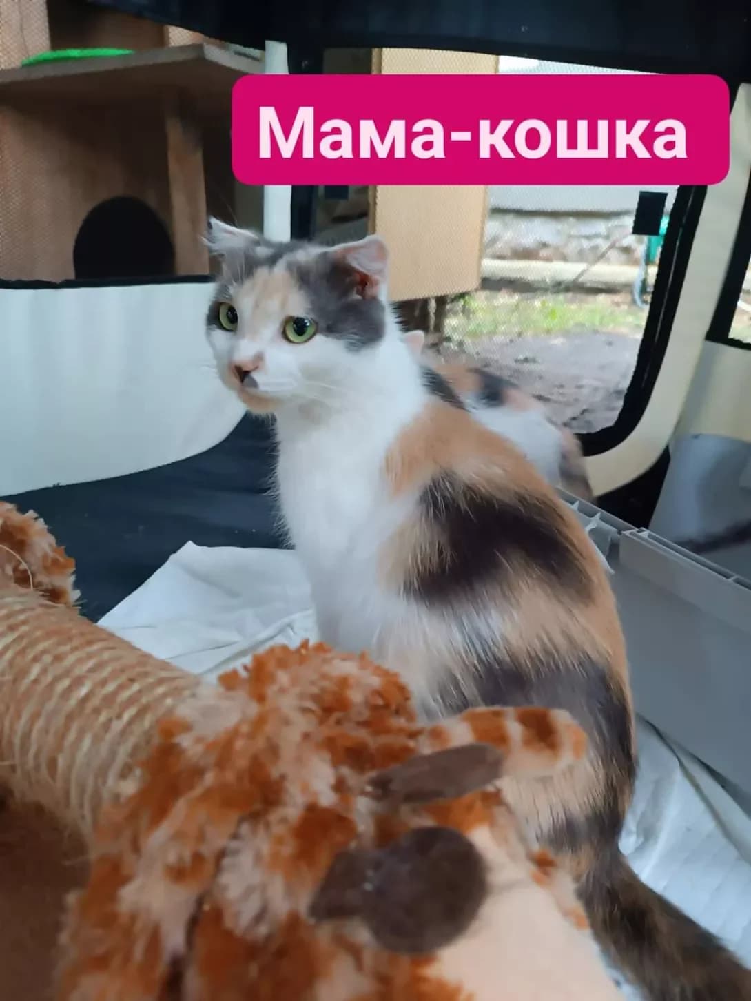 Mamulichka (Мамуличка), female 3yo Mixed Breed for adoption at Happy Paw Kharkiv
