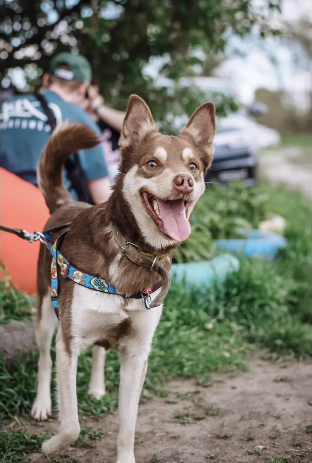 Khani (Хані), male 6yo Mixed Breed for adoption at Happy Paw Kyiv