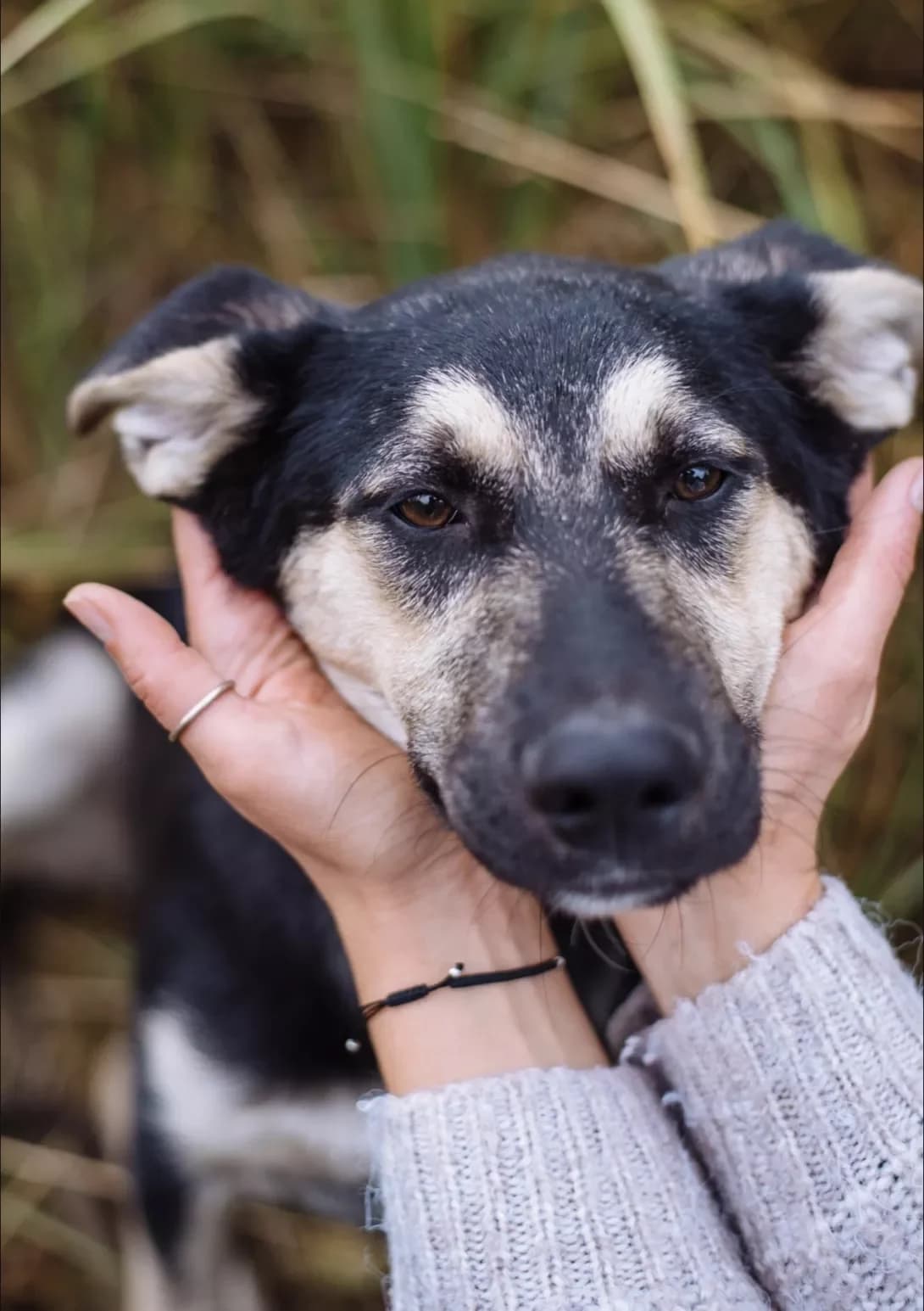 Piona (Піона), female 3yo Mixed Breed for adoption at Happy Paw Kyiv