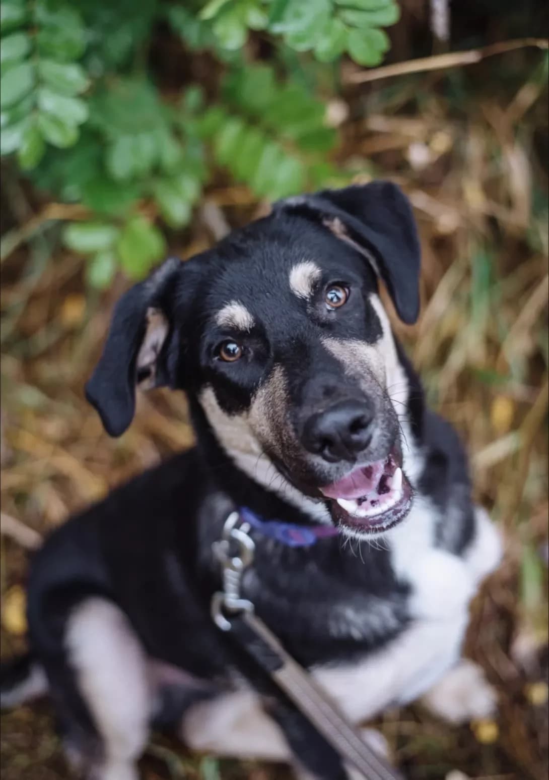 Pashtet (Паштет), male 3yo Mixed Breed for adoption at Happy Paw Kyiv