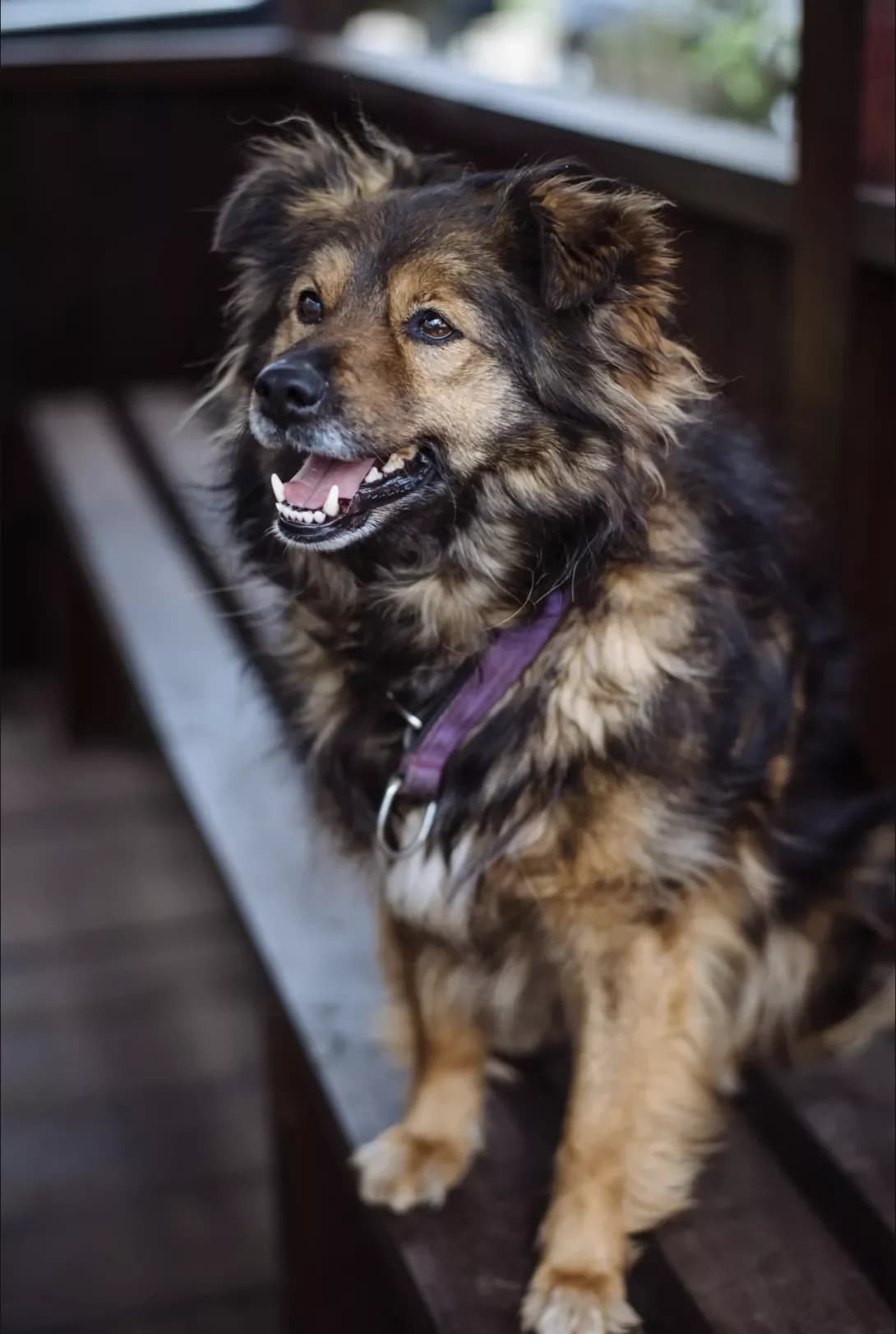 Mukha (Муха), female 5yo Mixed Breed for adoption at Happy Paw Kyiv