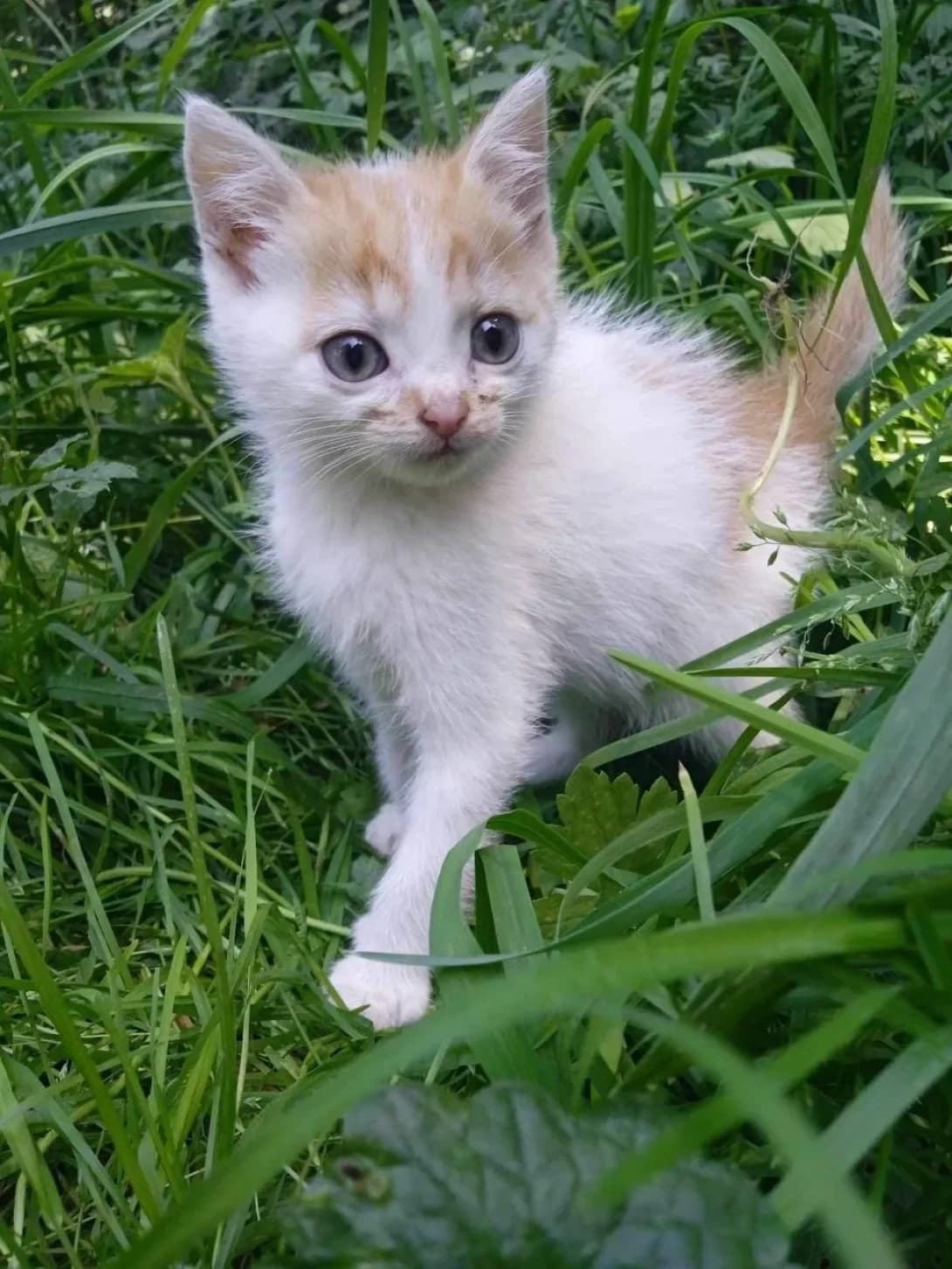Tom i Sonya (Том і Соня), female young Mixed Breed for adoption at Happy Paw Ivano-Frankivsk Oblast