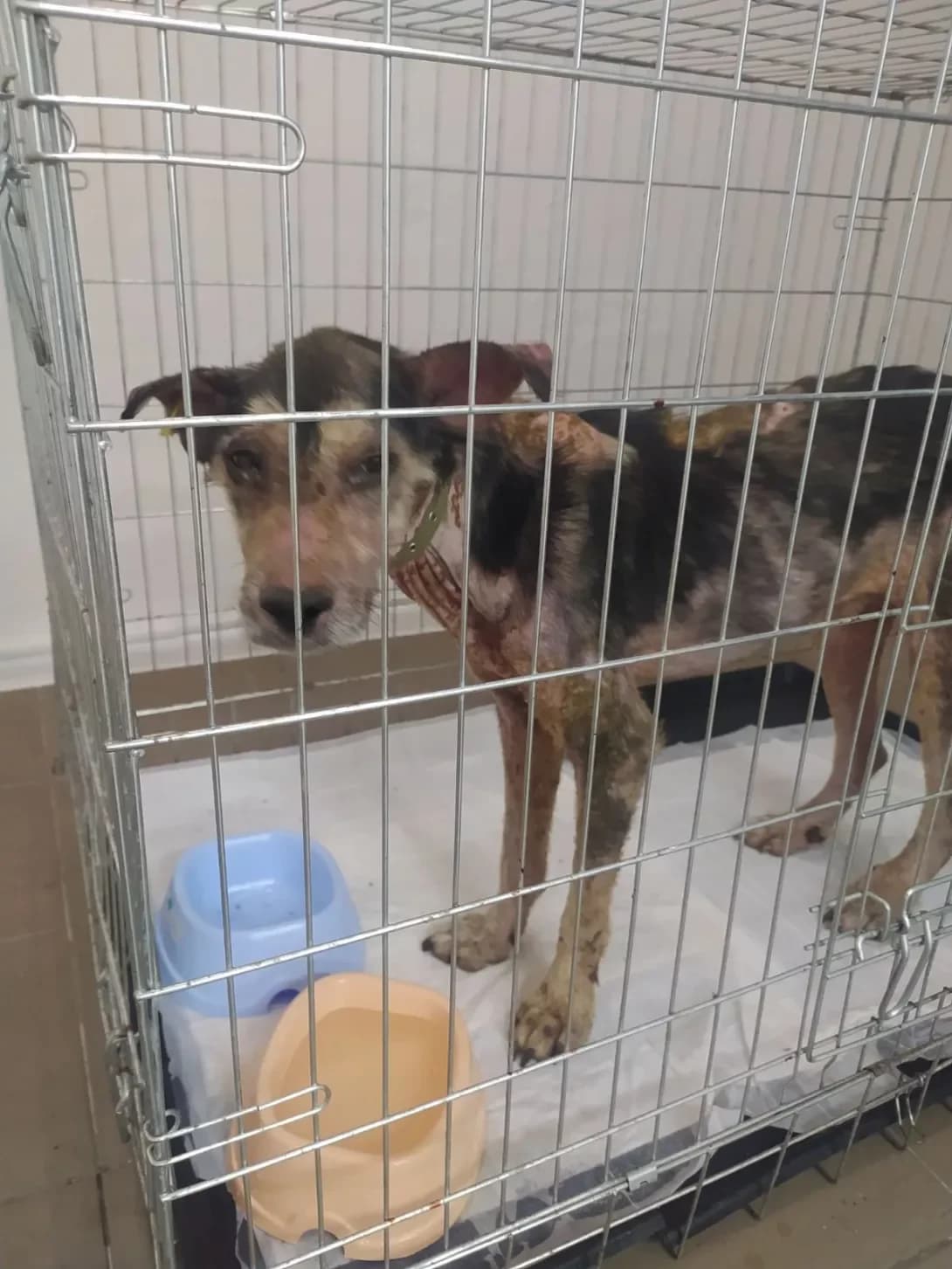 Archi (Арчі), Mixed Breed (Happy Paw Dnipro)