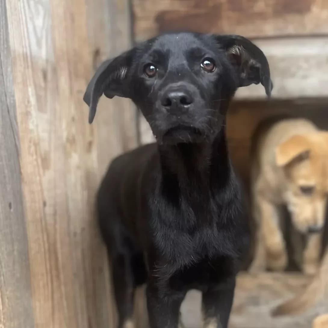 Baddi (Бадді), male 3yo Mixed Breed for adoption at Happy Paw Kyiv