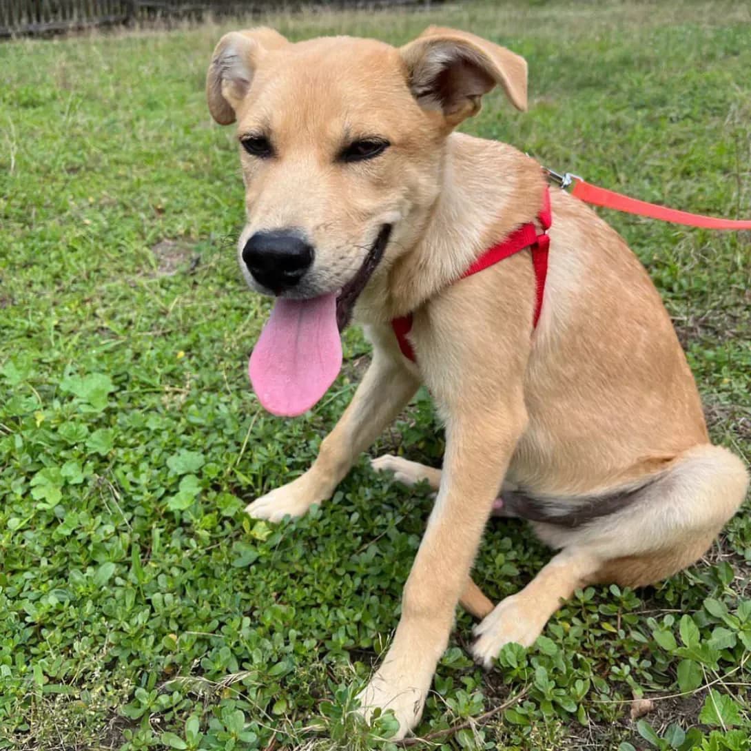 Sanni (Санні), male 3yo Mixed Breed for adoption at Happy Paw Kyiv