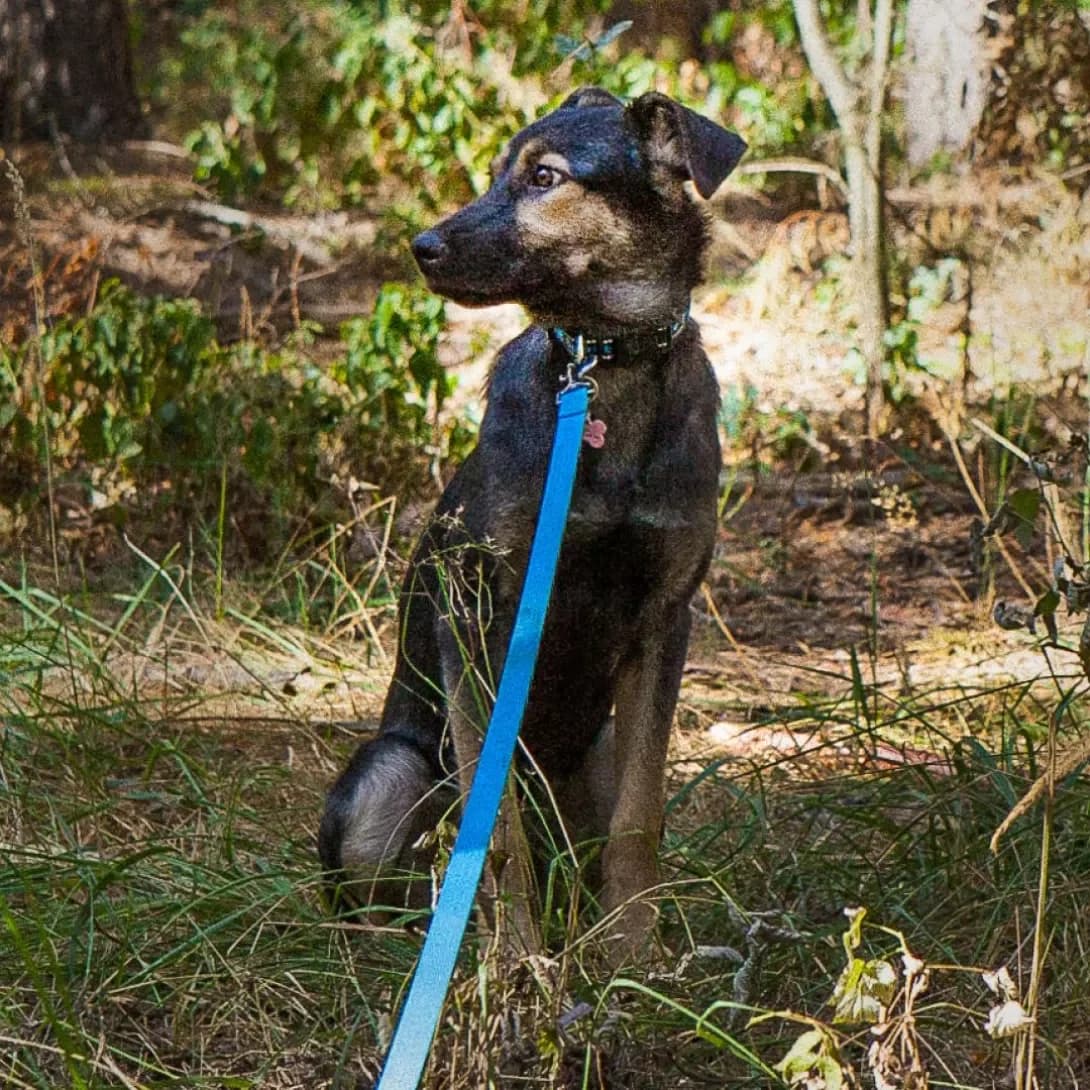 Balu (Балу), female 3yo Mixed Breed for adoption at Happy Paw Kyiv