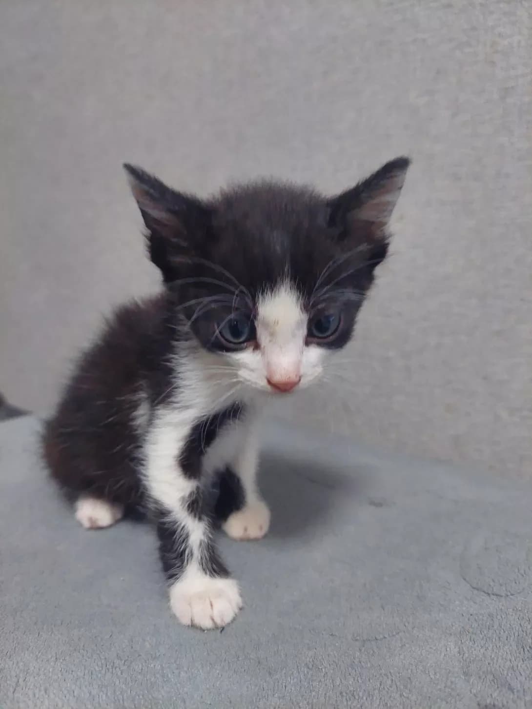 Nemaye (Немає), male young Mixed Breed for adoption at Happy Paw Odesa