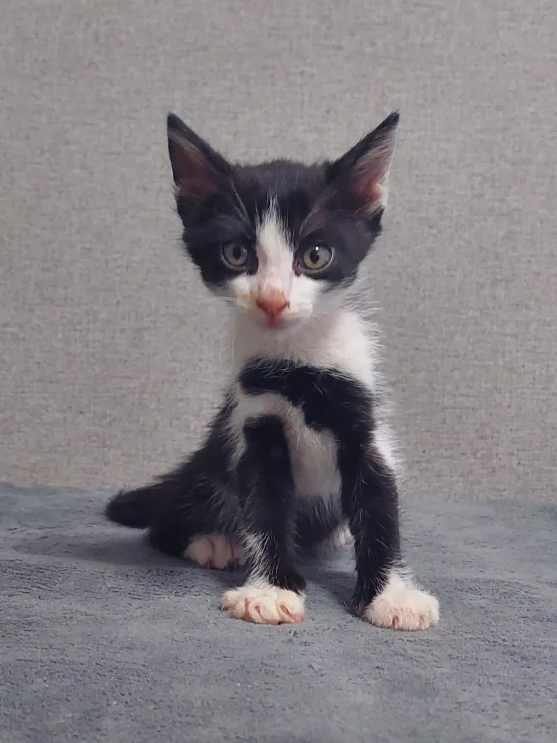 Koshenyatko (Кошенятко), male young Mixed Breed for adoption at Happy Paw Odesa