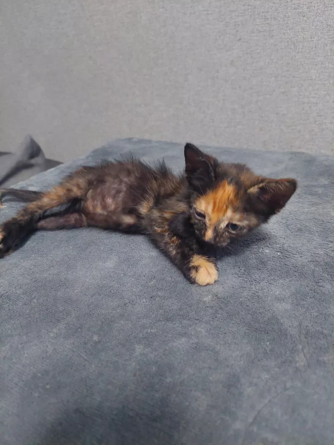 Kisya (Кіся), female young Mixed Breed for adoption at Happy Paw Odesa