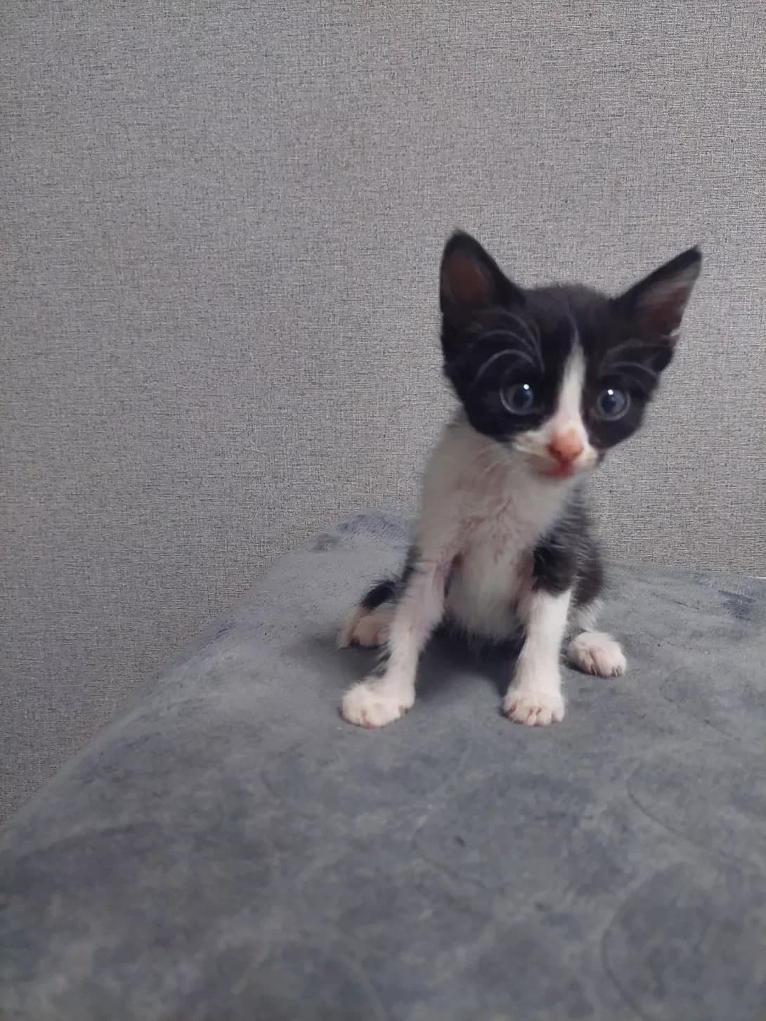 Shustrik (Шустрик), male young Mixed Breed for adoption at Happy Paw Odesa