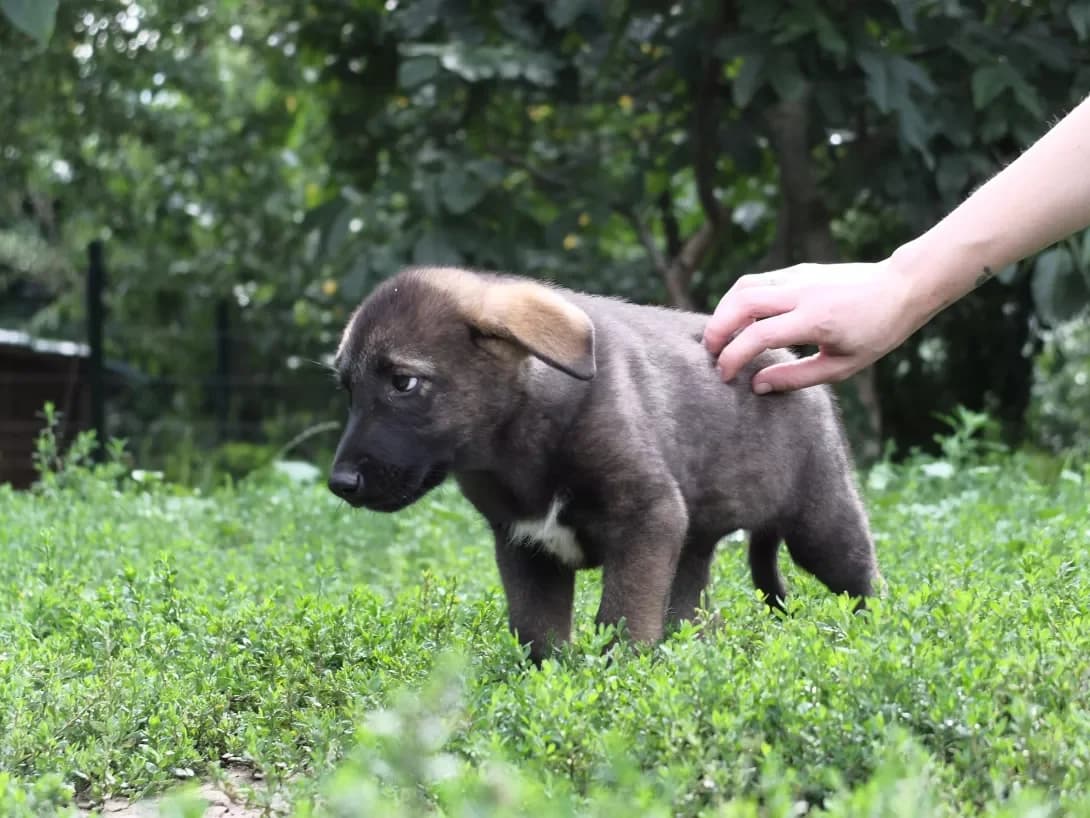 Toni i Tor (Тоні і Тор), male young Mixed Breed for adoption at Happy Paw Kyiv