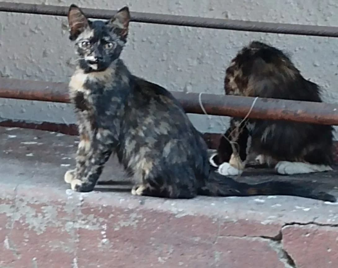 ne maye (не має), female 3yo Mixed Breed for adoption at Happy Paw Zaporizhzhia