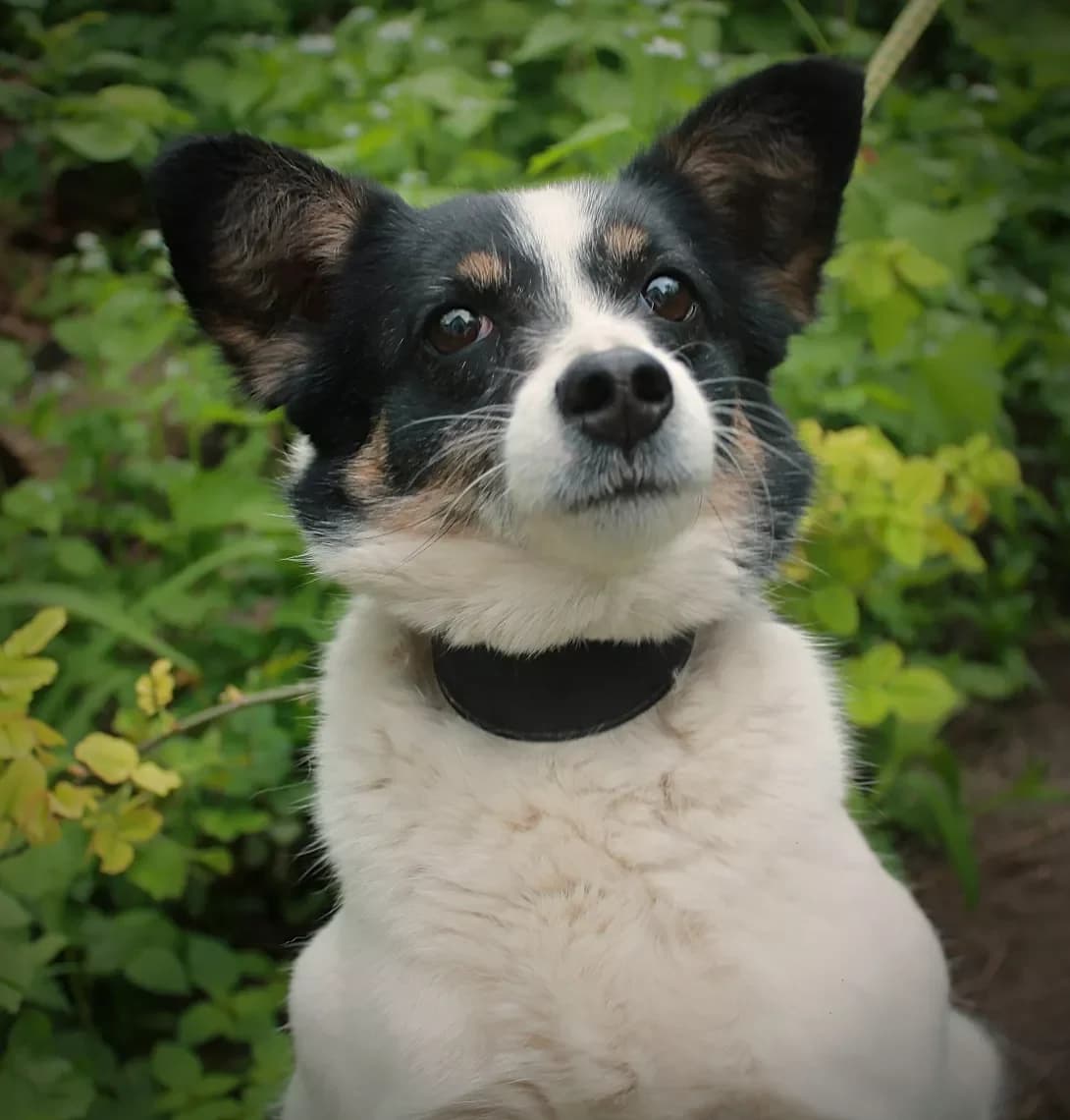Telli (Теллі), female senior Mixed Breed for adoption at Happy Paw Kyiv