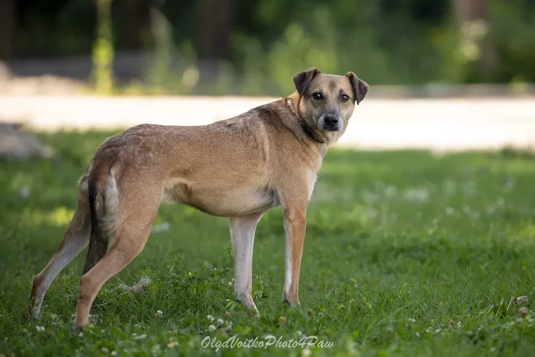 Yakhont (Яхонт), Mixed Breed (Happy Paw Kyiv Oblast)