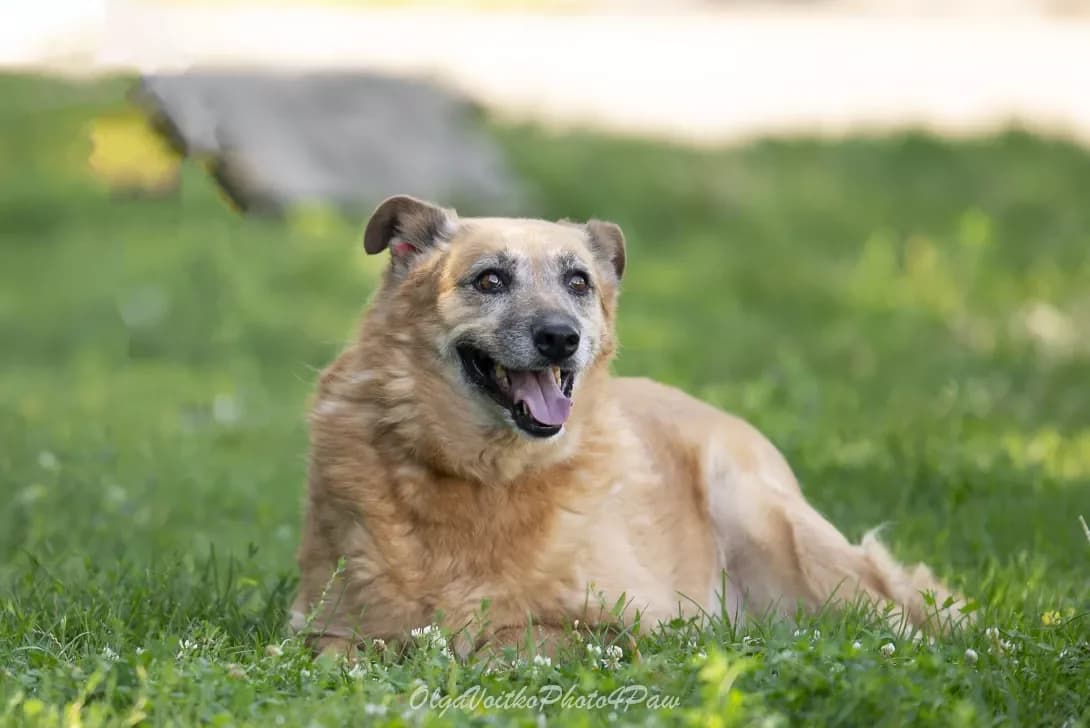 Matilda (Матільда), Mixed Breed (Happy Paw Kyiv Oblast)