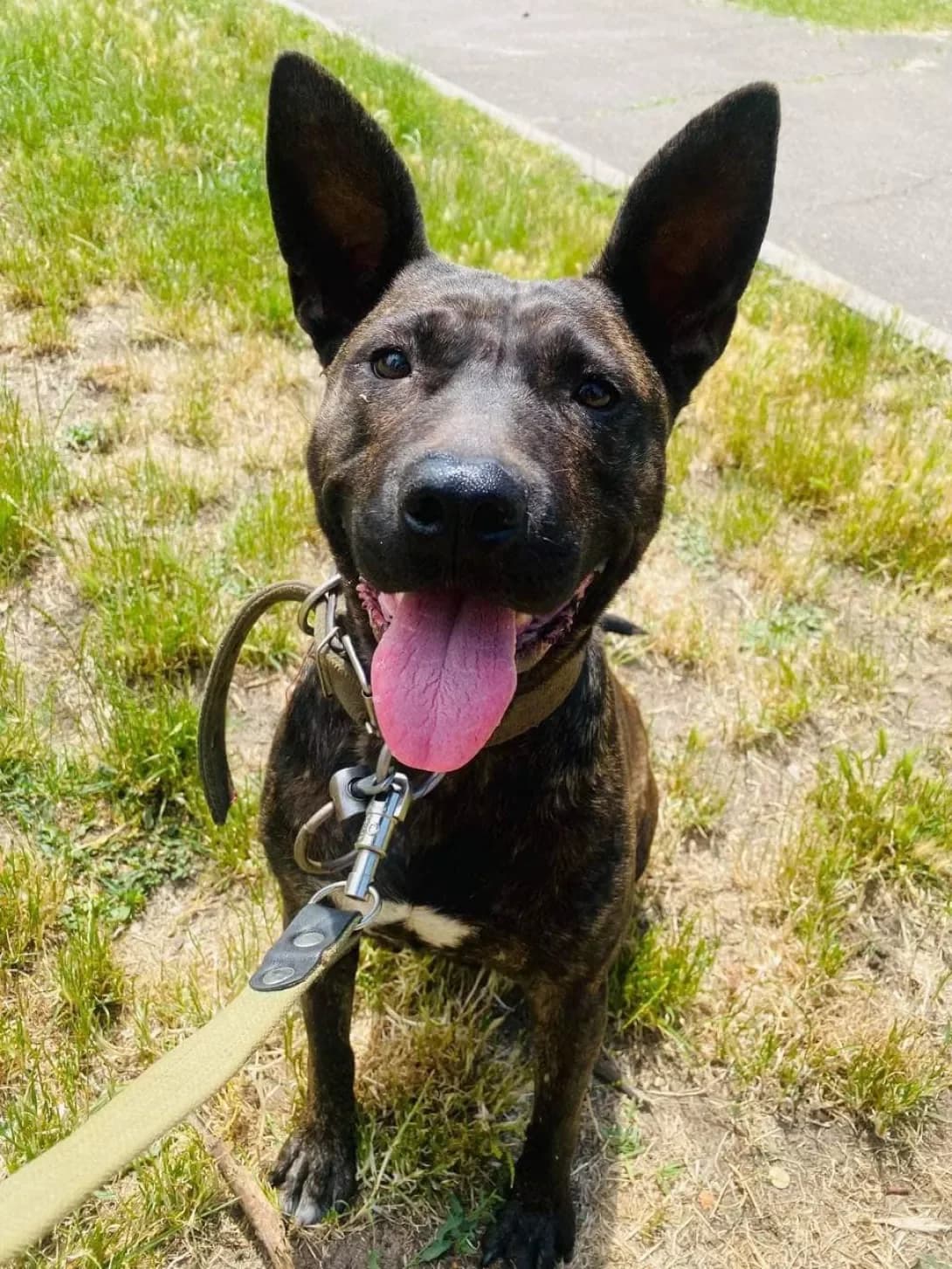 Boni (Боні), female 4yo Mixed Breed for adoption at Happy Paw Kyiv