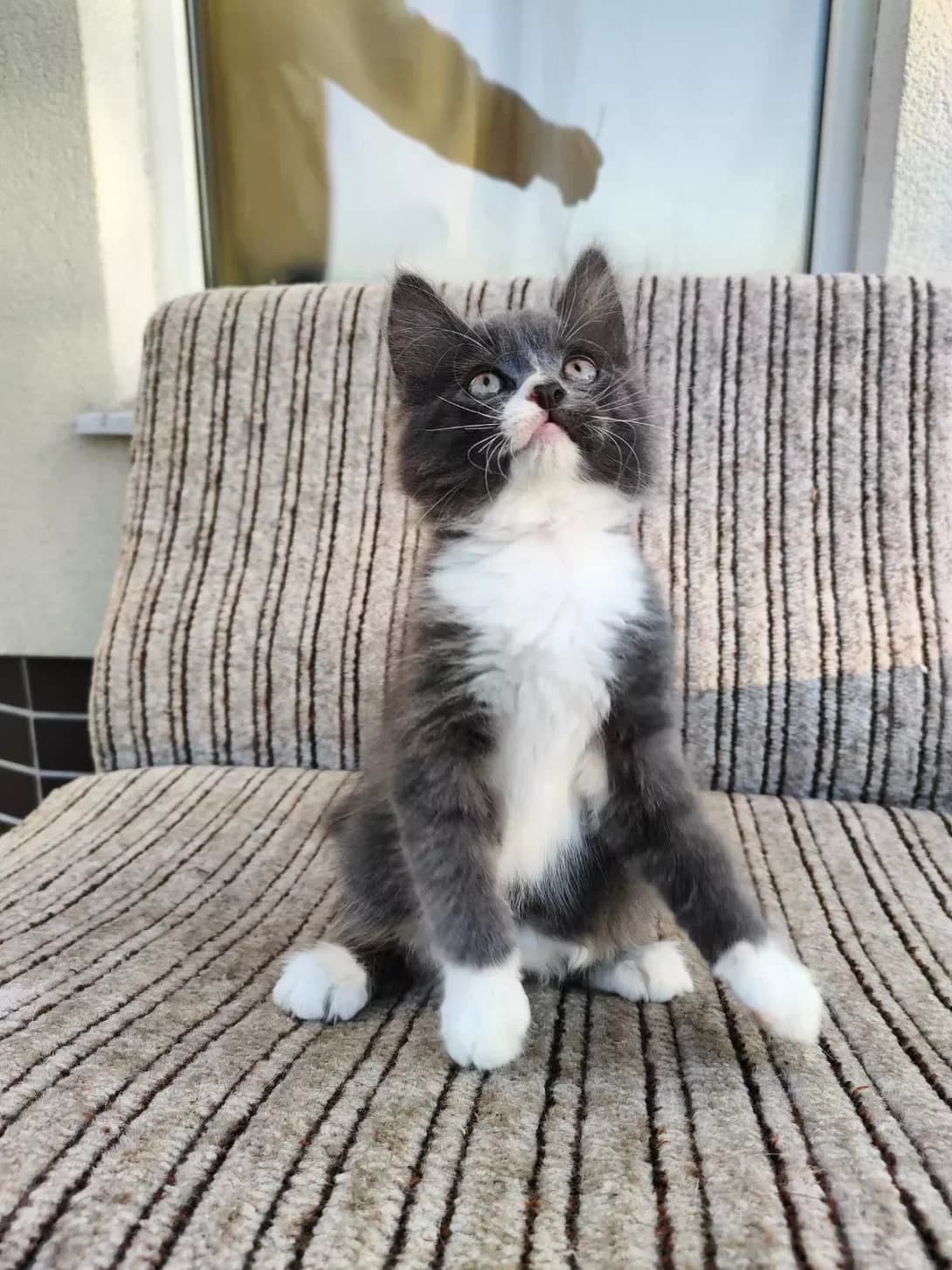 Polovinka (Половинка), female young Mixed Breed for adoption at Happy Paw Kharkiv