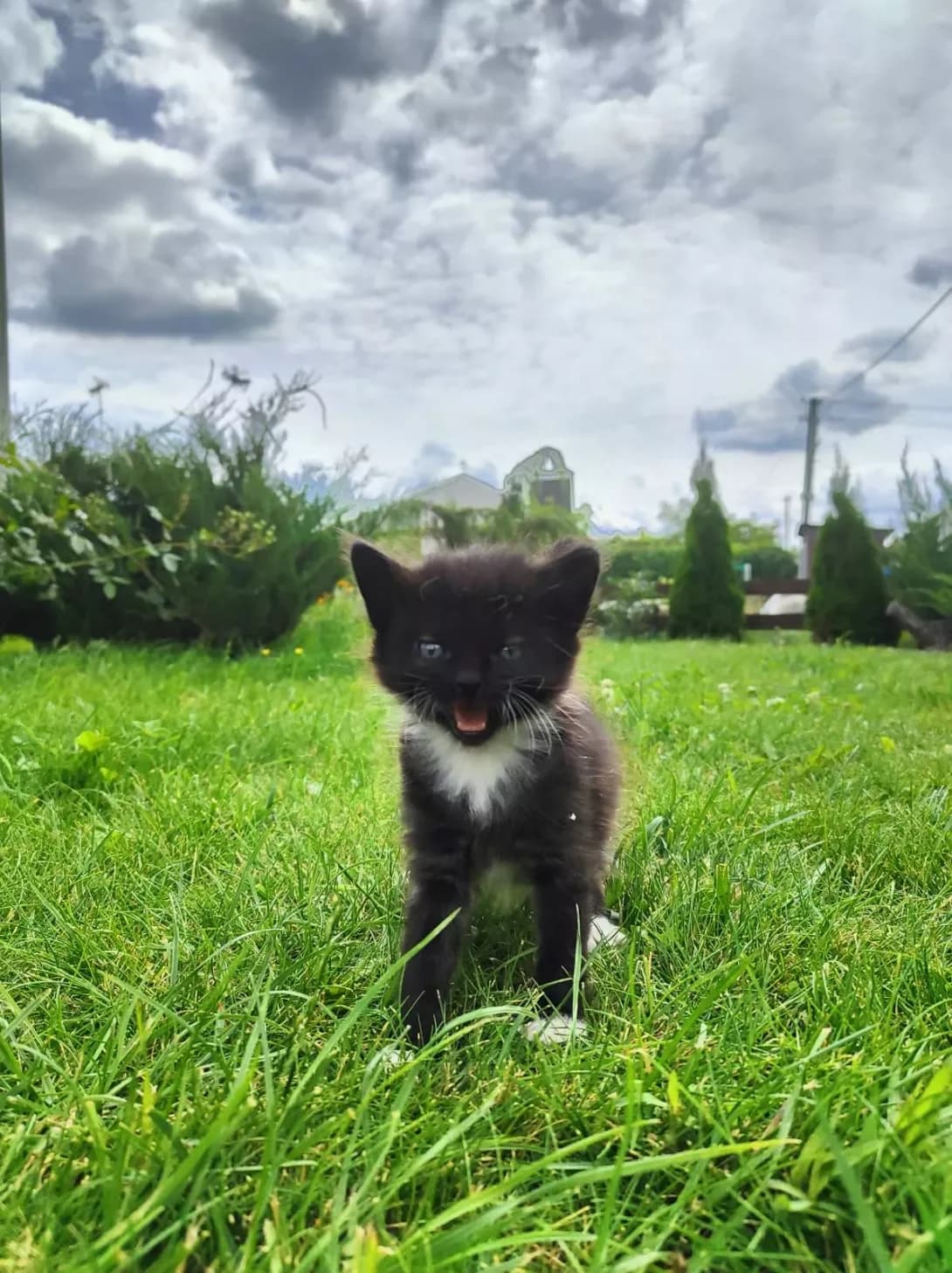 Chkalov (Чкалов), male young Mixed Breed for adoption at Happy Paw Kharkiv