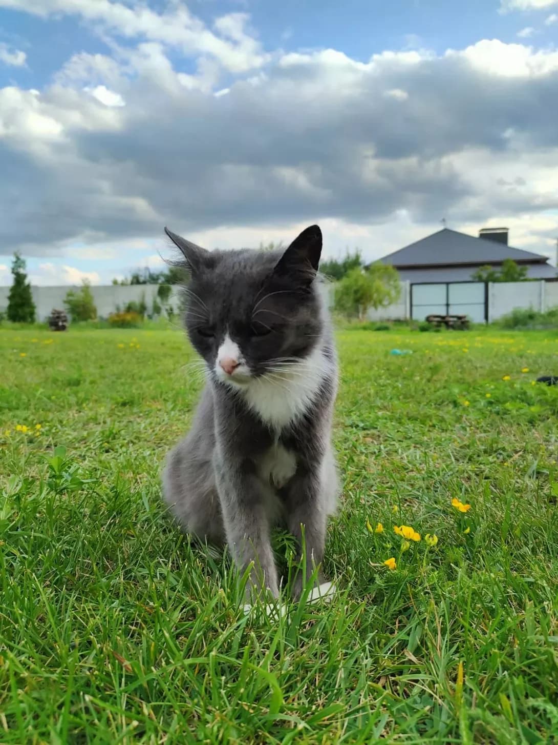 Sarita (Саріта), female 6yo Mixed Breed for adoption at Happy Paw Kharkiv