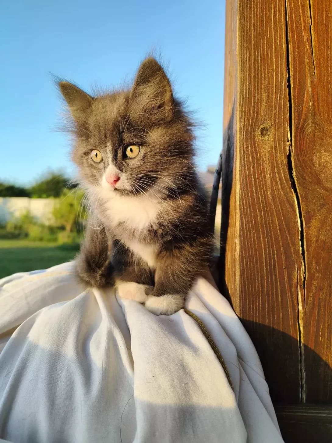 Rodimka (Родимка), female young Mixed Breed for adoption at Happy Paw Kharkiv