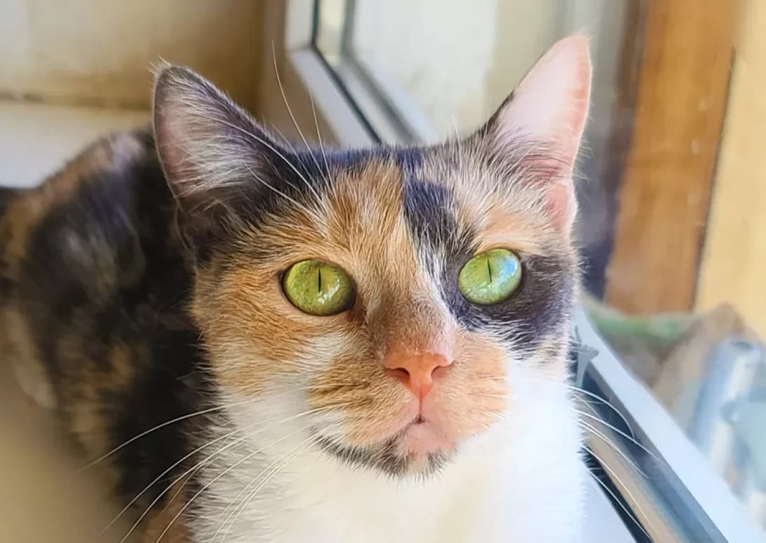 Shanya (Шаня), female 3yo Mixed Breed for adoption at Happy Paw Kyiv